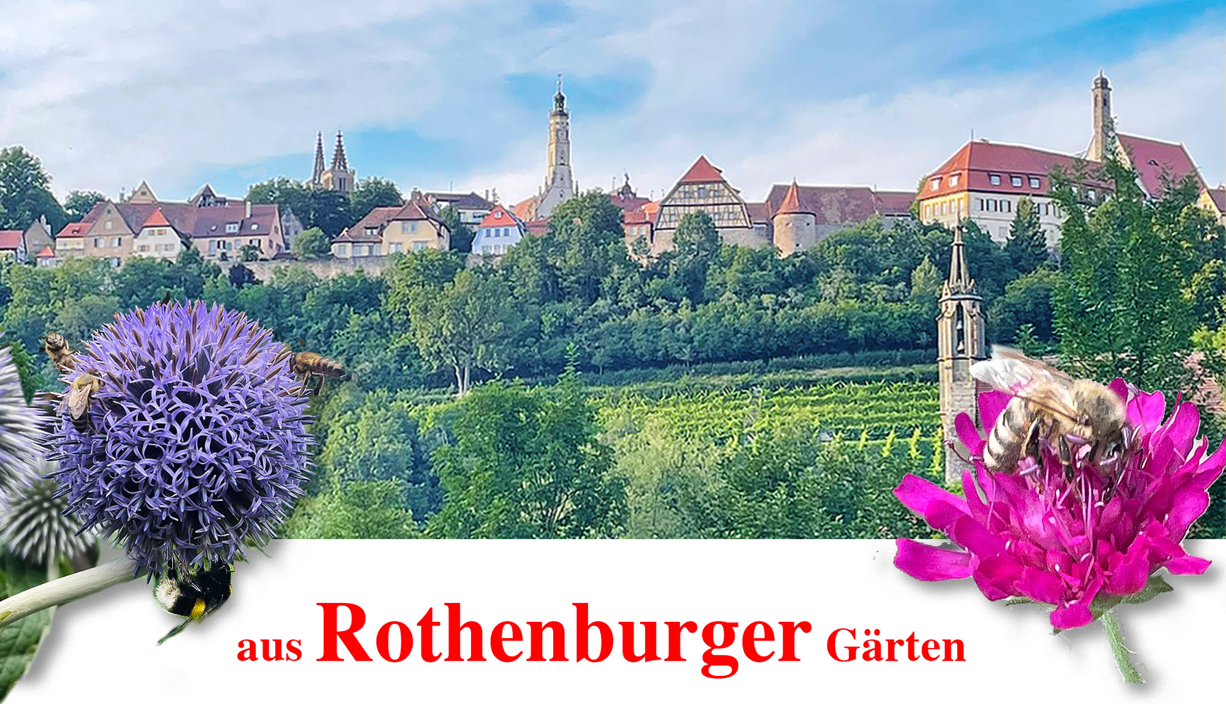 Honig aus Rothenburger Gärten